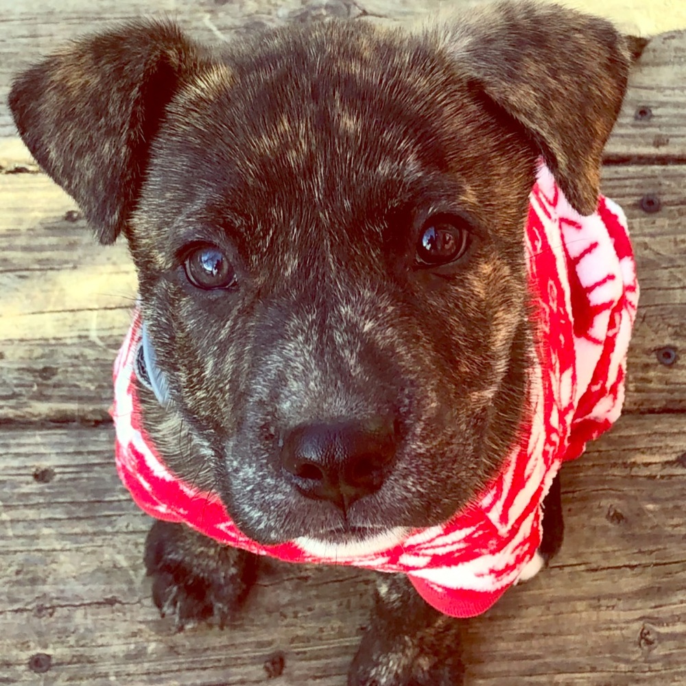 Meet your Posher, Madison